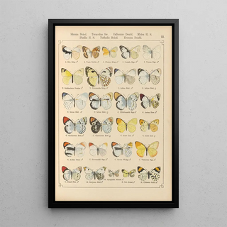 Otto Staudinger - Exotische schmetterlinge Pl023.webp