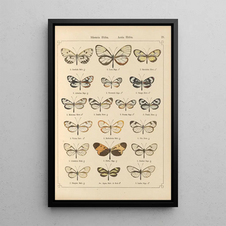 Otto Staudinger - Exotische schmetterlinge Pl029.webp