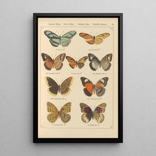 Otto Staudinger - Exotische schmetterlinge Pl034.webp