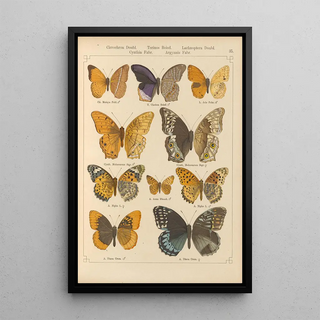 Otto Staudinger - Exotische schmetterlinge Pl035.webp