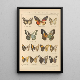 Otto Staudinger - Exotische schmetterlinge Pl049.webp