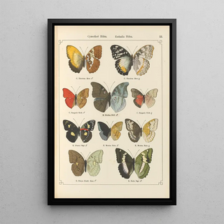 Otto Staudinger - Exotische schmetterlinge Pl053.webp