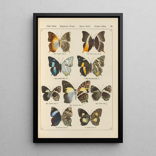 Otto Staudinger - Exotische schmetterlinge Pl060.webp