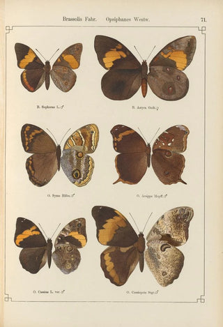 Otto Staudinger - Exotische schmetterlinge Pl071.webp