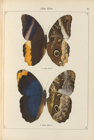 Otto Staudinger - Exotische schmetterlinge Pl075.webp