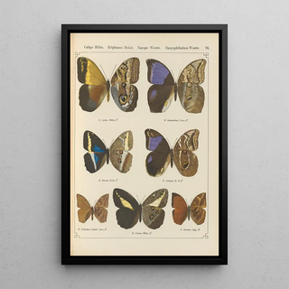 Otto Staudinger - Exotische schmetterlinge Pl076.webp