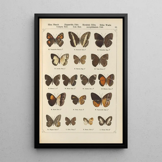 Otto Staudinger - Exotische schmetterlinge Pl082.webp