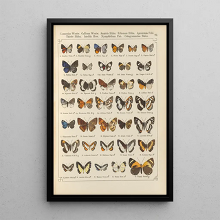 Otto Staudinger - Exotische schmetterlinge Pl092.webp