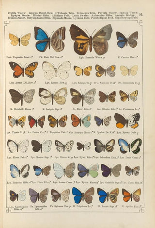 Otto Staudinger - Exotische schmetterlinge Pl094.webp