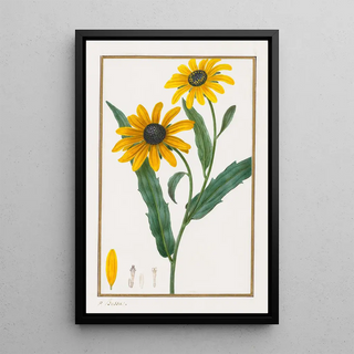 Pancrace Bessa - Blackeyed Susan.webp