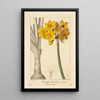 Pancrace Bessa - Polyanthus or Cluster Narcissus.webp