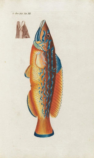 Peder Ascanius - Icones rerum naturalium ou figures enlumines dhistoire naturelle du nord Pl12.webp