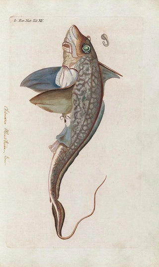 Peder Ascanius - Icones rerum naturalium ou figures enlumines dhistoire naturelle du nord Pl15.webp