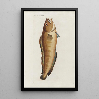 Peder Ascanius - Icones rerum naturalium ou figures enlumines dhistoire naturelle du nord Pl17.webp