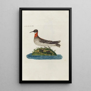 Peder Ascanius - Icones rerum naturalium ou figures enlumines dhistoire naturelle du nord Pl20.webp