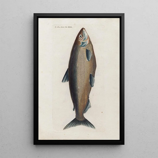 Peder Ascanius - Icones rerum naturalium ou figures enlumines dhistoire naturelle du nord Pl30.webp