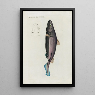 Peder Ascanius - Icones rerum naturalium ou figures enlumines dhistoire naturelle du nord Pl37.webp