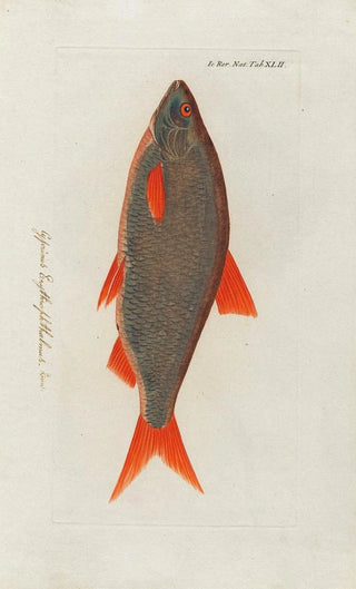 Peder Ascanius - Icones rerum naturalium ou figures enlumines dhistoire naturelle du nord Pl42.webp