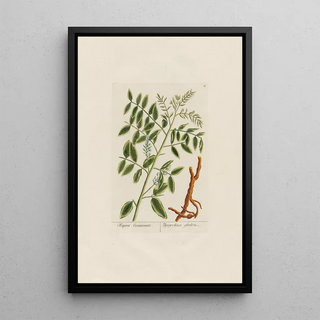 Petr Martynovich Gofman - Glycyrrhiza glabra.webp