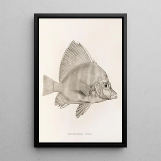 Philipp Franz Balthasar von Siebold - Fauna japonica Pl058.webp