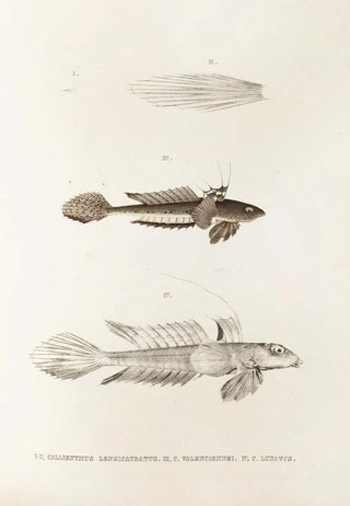 Philipp Franz Balthasar von Siebold - Fauna japonica Pl092.webp