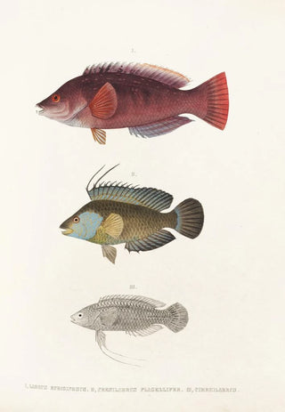 Philipp Franz Balthasar von Siebold - Fauna japonica Pl102.webp