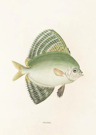 Philipp Franz Balthasar von Siebold - Fauna japonica Pl161.webp