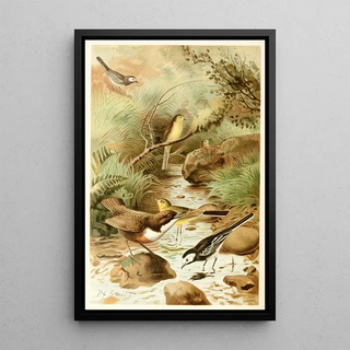 Pierre Jacques Smit - Dipper Pied Wagtail and Yellow Wagtail.webp