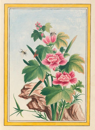 Pierre Joseph Buchoz - Plantes de Chine Pl012.webp