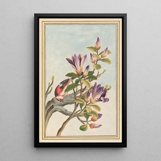 Pierre Joseph Buchoz - Plantes de Chine Pl031.webp