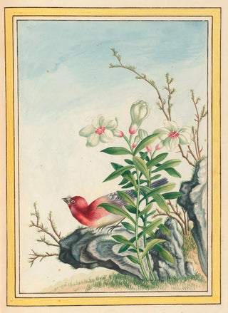 Pierre Joseph Buchoz - Plantes de Chine Pl038.webp