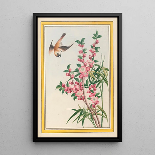 Pierre Joseph Buchoz - Plantes de Chine Pl049.webp