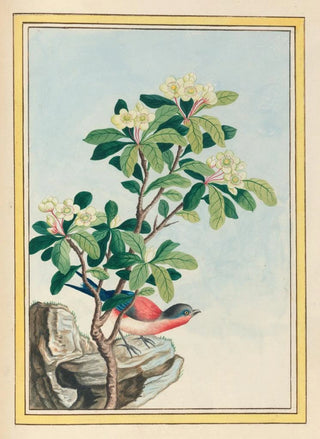 Pierre Joseph Buchoz - Plantes de Chine Pl060.webp