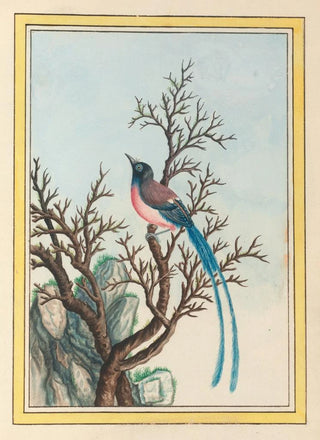 Pierre Joseph Buchoz - Plantes de Chine Pl099.webp