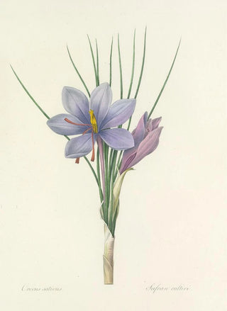 Pierre Joseph Redout - Choix des plus belles fleurs pl 028.webp