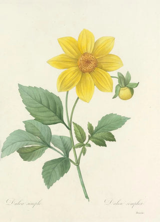 Pierre Joseph Redout - Choix des plus belles fleurs pl 031.webp