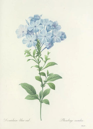 Pierre Joseph Redout - Choix des plus belles fleurs pl 034.webp