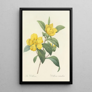 Pierre Joseph Redout - Choix des plus belles fleurs pl 035.webp