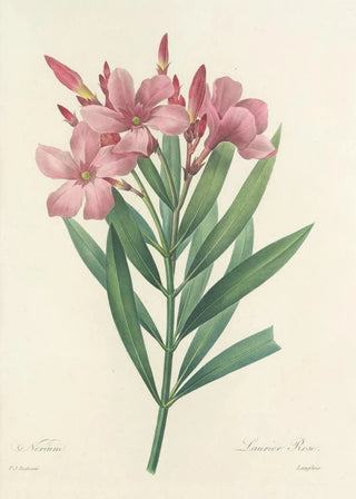 Pierre Joseph Redout - Choix des plus belles fleurs pl 040.webp