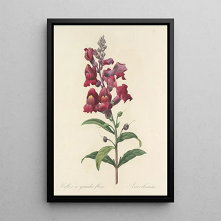 Pierre Joseph Redout - Choix des plus belles fleurs pl 049.webp