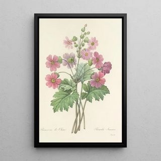 Pierre Joseph Redout - Choix des plus belles fleurs pl 081.webp