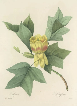 Pierre Joseph Redout - Choix des plus belles fleurs pl 110.webp