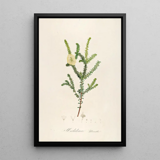 Pierre Joseph Redout - Description des plantes rares cultivees a Malmaison et a Navarre Pl08.webp