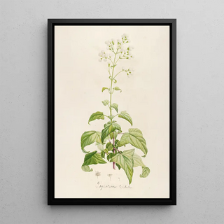 Pierre Joseph Redout - Description des plantes rares cultivees a Malmaison et a Navarre Pl14.webp