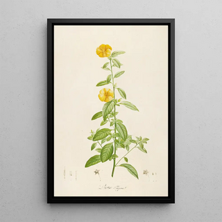 Pierre Joseph Redout - Description des plantes rares cultivees a Malmaison et a Navarre Pl17.webp