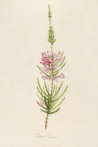 Pierre Joseph Redout - Description des plantes rares cultivees a Malmaison et a Navarre Pl22.webp