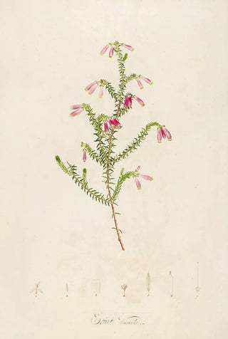 Pierre Joseph Redout - Description des plantes rares cultivees a Malmaison et a Navarre Pl38.webp