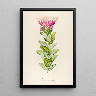 Pierre Joseph Redout - Description des plantes rares cultivees a Malmaison et a Navarre Pl59.webp