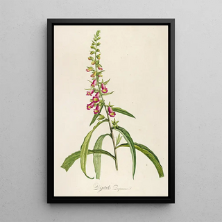 Pierre Joseph Redout - Description des plantes rares cultivees a Malmaison et a Navarre Pl64.webp