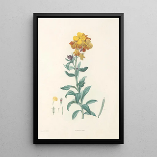 Pierre Joseph Redout - La botanique de J J Rousseau Pl 08.webp